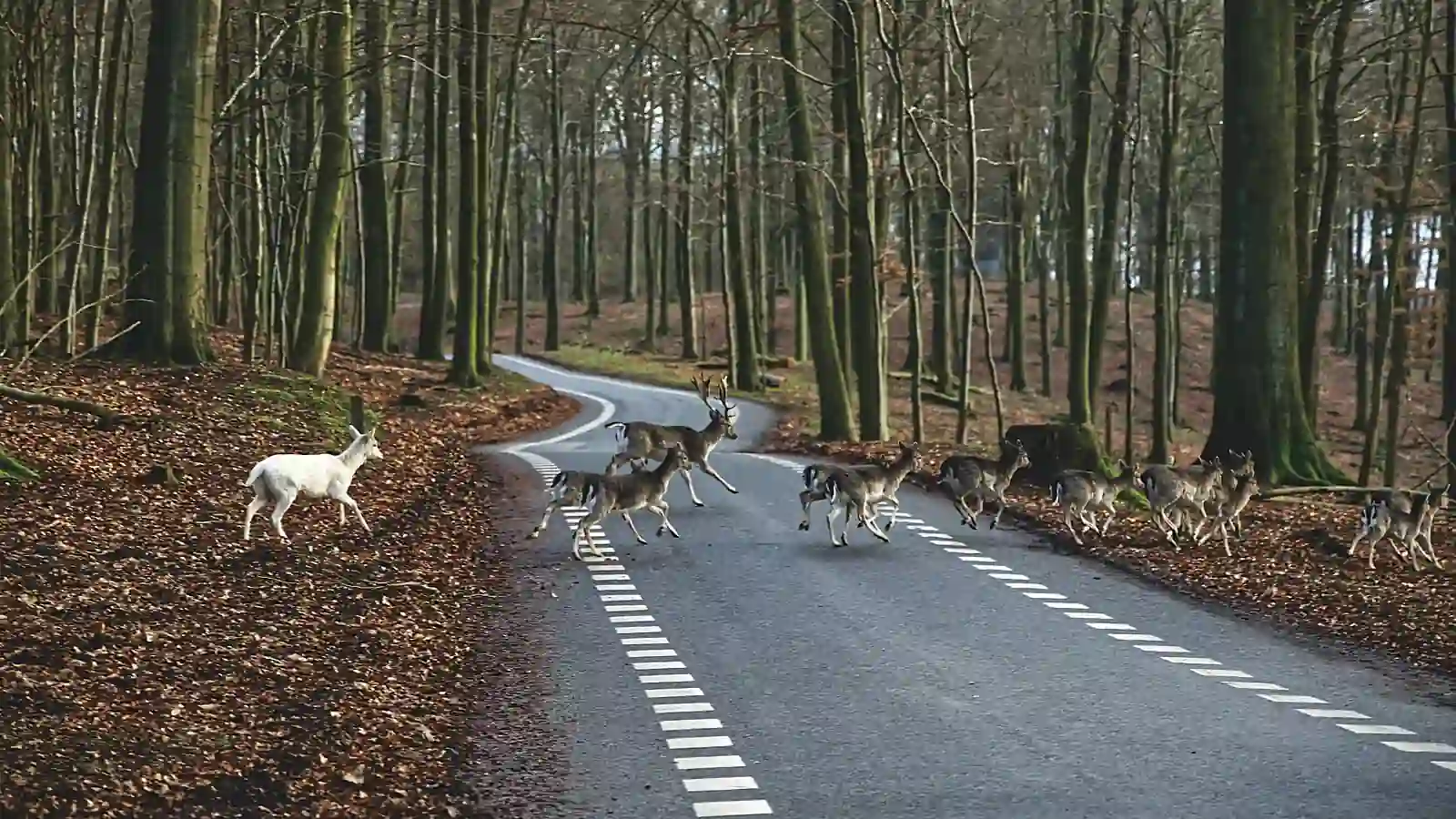 Plusieurs cervidés traversent une route boisée de gauche à droite ; certains sont sur la chaussée, un animal blanc se trouve encore au bord gauche et d’autres ont atteint le bord droit.