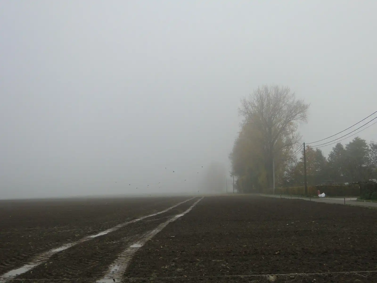 À droite d’un champ, une route bordée d’arbres disparaît dans un brouillard épais.