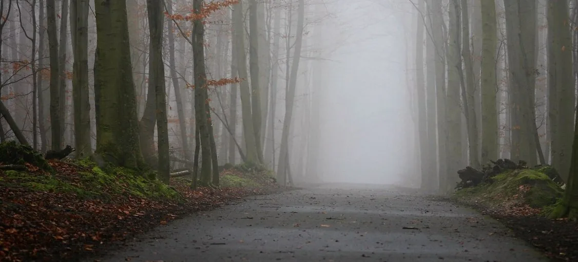 Route en forêt de Soignes dont la partie éloignée disparaît dans une brume dense.